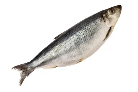 Сельдь с/с Олюторская 500+ 1/5 кг,