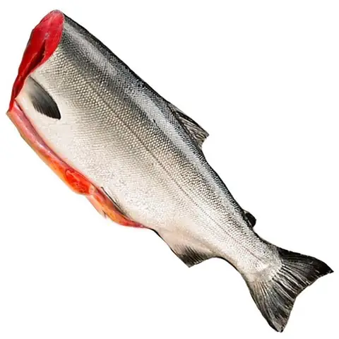 Кижуч с/м ПБГ